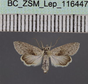  (Stenosticta robustaDS01Ke - BC_ZSM_Lep_116447)  @11 [ ] by-nc-sa (2023) SNSB, Staatliche Naturwissenschaftliche Sammlungen Bayerns ZSM (SNSB, Zoologische Staatssammlung Muenchen)