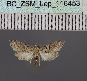  (Stenosticta robusta DS03Ke - BC_ZSM_Lep_116453)  @11 [ ] by-nc-sa (2023) SNSB, Staatliche Naturwissenschaftliche Sammlungen Bayerns ZSM (SNSB, Zoologische Staatssammlung Muenchen)