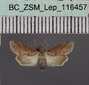  (Stenosticta violacea - BC_ZSM_Lep_116457)  @11 [ ] by-nc-sa (2023) SNSB, Staatliche Naturwissenschaftliche Sammlungen Bayerns ZSM (SNSB, Zoologische Staatssammlung Muenchen)