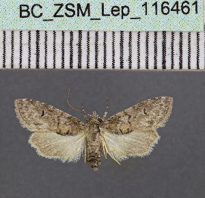  (Stenosticta robustaDS04Ke - BC_ZSM_Lep_116461)  @11 [ ] by-nc-sa (2023) SNSB, Staatliche Naturwissenschaftliche Sammlungen Bayerns ZSM (SNSB, Zoologische Staatssammlung Muenchen)