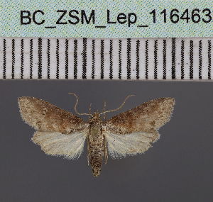  (Stenosticta violacea - BC_ZSM_Lep_116463)  @11 [ ] by-nc-sa (2023) SNSB, Staatliche Naturwissenschaftliche Sammlungen Bayerns ZSM (SNSB, Zoologische Staatssammlung Muenchen)