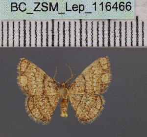  ( - BC_ZSM_Lep_116466)  @11 [ ] by-nc-sa (2023) SNSB, Staatliche Naturwissenschaftliche Sammlungen Bayerns ZSM (SNSB, Zoologische Staatssammlung Muenchen)