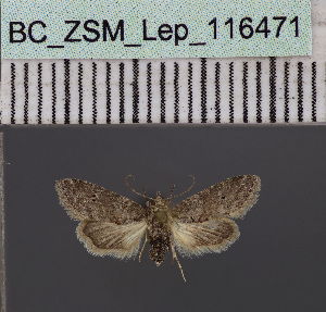  (Stenosticta griseaDS02Ke - BC_ZSM_Lep_116471)  @11 [ ] by-nc-sa (2023) SNSB, Staatliche Naturwissenschaftliche Sammlungen Bayerns ZSM (SNSB, Zoologische Staatssammlung Muenchen)