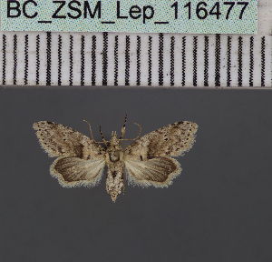  (Stenosticta griseaDS04Ke - BC_ZSM_Lep_116477)  @11 [ ] by-nc-sa (2023) SNSB, Staatliche Naturwissenschaftliche Sammlungen Bayerns ZSM (SNSB, Zoologische Staatssammlung Muenchen)