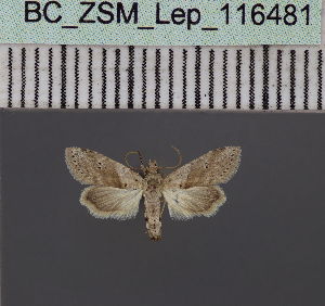  (Stenosticta griseaDS05Ke - BC_ZSM_Lep_116481)  @11 [ ] by-nc-sa (2023) SNSB, Staatliche Naturwissenschaftliche Sammlungen Bayerns ZSM (SNSB, Zoologische Staatssammlung Muenchen)