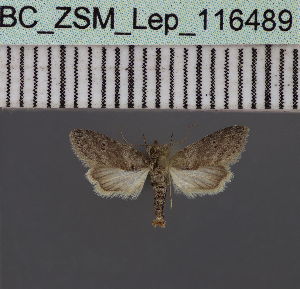  ( - BC_ZSM_Lep_116489)  @11 [ ] by-nc-sa (2023) SNSB, Staatliche Naturwissenschaftliche Sammlungen Bayerns ZSM (SNSB, Zoologische Staatssammlung Muenchen)