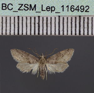  ( - BC_ZSM_Lep_116492)  @11 [ ] by-nc-sa (2023) SNSB, Staatliche Naturwissenschaftliche Sammlungen Bayerns ZSM (SNSB, Zoologische Staatssammlung Muenchen)
