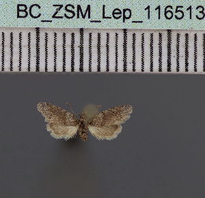  (Stenosticta coppensi - BC_ZSM_Lep_116513)  @11 [ ] by-nc-sa (2023) SNSB, Staatliche Naturwissenschaftliche Sammlungen Bayerns ZSM (SNSB, Zoologische Staatssammlung Muenchen)