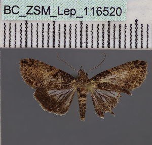  (Lophoptera nigrosuffusa - BC_ZSM_Lep_116520)  @11 [ ] by-nc-sa (2023) SNSB, Staatliche Naturwissenschaftliche Sammlungen Bayerns ZSM (SNSB, Zoologische Staatssammlung Muenchen)