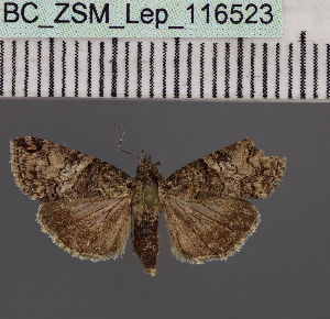  (Lophoptera alutacea - BC_ZSM_Lep_116523)  @11 [ ] by-nc-sa (2023) SNSB, Staatliche Naturwissenschaftliche Sammlungen Bayerns ZSM (SNSB, Zoologische Staatssammlung Muenchen)