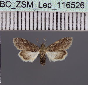  (Stenosticta violaceaDS01Eth - BC_ZSM_Lep_116526)  @11 [ ] by-nc-sa (2023) SNSB, Staatliche Naturwissenschaftliche Sammlungen Bayerns ZSM (SNSB, Zoologische Staatssammlung Muenchen)