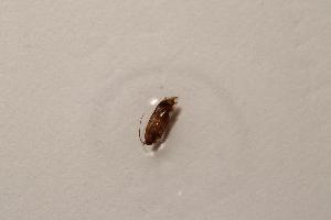  ( - BC_ZSM_Lep_115999)  @11 [ ] by-nc-sa (2023) SNSB, Staatliche Naturwissenschaftliche Sammlungen Bayerns ZSM (SNSB, Zoologische Staatssammlung Muenchen)