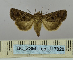  ( - BC_ZSM_Lep_117828)  @11 [ ] by-nc-sa (2023) SNSB, Staatliche Naturwissenschaftliche Sammlungen Bayerns ZSM (SNSB, Zoologische Staatssammlung Muenchen)