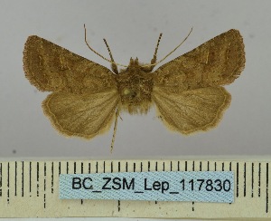  ( - BC_ZSM_Lep_117830)  @11 [ ] by-nc-sa (2023) SNSB, Staatliche Naturwissenschaftliche Sammlungen Bayerns ZSM (SNSB, Zoologische Staatssammlung Muenchen)