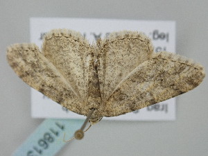  ( - BC_ZSM_Lep_118613)  @11 [ ] by-nc-sa (2023) SNSB, Staatliche Naturwissenschaftliche Sammlungen Bayerns ZSM (SNSB, Zoologische Staatssammlung Muenchen)