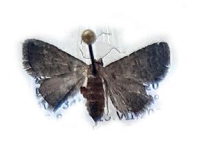  ( - BC_ZSM_Lep_118829)  @11 [ ] by-nc-sa (2023) SNSB, Staatliche Naturwissenschaftliche Sammlungen Bayerns ZSM (SNSB, Zoologische Staatssammlung Muenchen)