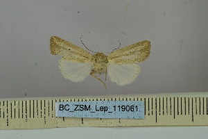  (Iceleucania perleucanioides - BC_ZSM_Lep_119061)  @11 [ ] by-nc-sa (2023) SNSB, Staatliche Naturwissenschaftliche Sammlungen Bayerns ZSM (SNSB, Zoologische Staatssammlung Muenchen)