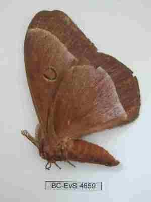  ( - BC-EVS-4659)  @11 [ ] by-nc-sa (2024) SNSB, Staatliche Naturwissenschaftliche Sammlungen Bayerns ZSM (SNSB, Zoologische Staatssammlung Muenchen)