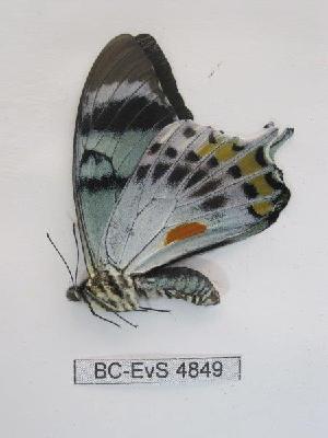  (Papilio laglaizei - BC-EVS-4849)  @11 [ ] by-nc-sa (2024) SNSB, Staatliche Naturwissenschaftliche Sammlungen Bayerns ZSM (SNSB, Zoologische Staatssammlung Muenchen)