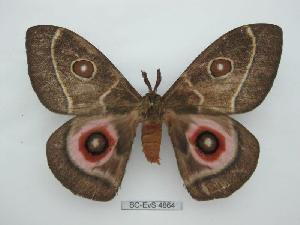  ( - BC-EVS-4864)  @11 [ ] by-nc-sa (2024) SNSB, Staatliche Naturwissenschaftliche Sammlungen Bayerns ZSM (SNSB, Zoologische Staatssammlung Muenchen)