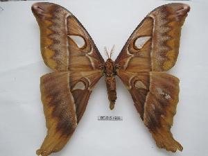  ( - BC-EVS-4902)  @11 [ ] by-nc-sa (2024) SNSB, Staatliche Naturwissenschaftliche Sammlungen Bayerns ZSM (SNSB, Zoologische Staatssammlung Muenchen)