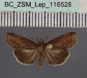  (Lophoptera umbrataDS01_Ke - BC_ZSM_Lep_116528)  @11 [ ] by-nc-sa (2024) SNSB, Staatliche Naturwissenschaftliche Sammlungen Bayerns ZSM (SNSB, Zoologische Staatssammlung Muenchen)