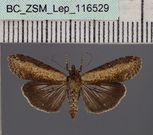  (Lophoptera africanaDS01_Ke - BC_ZSM_Lep_116529)  @11 [ ] by-nc-sa (2024) SNSB, Staatliche Naturwissenschaftliche Sammlungen Bayerns ZSM (SNSB, Zoologische Staatssammlung Muenchen)