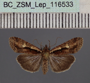  ( - BC_ZSM_Lep_116533)  @11 [ ] by-nc-sa (2024) SNSB, Staatliche Naturwissenschaftliche Sammlungen Bayerns ZSM (SNSB, Zoologische Staatssammlung Muenchen)