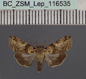  (Lophoptera nigrosuffusa_KeSom - BC_ZSM_Lep_116535)  @11 [ ] by-nc-sa (2024) SNSB, Staatliche Naturwissenschaftliche Sammlungen Bayerns ZSM (SNSB, Zoologische Staatssammlung Muenchen)