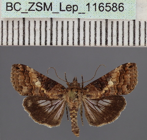  (Lophoptera coerulea_TzZim - BC_ZSM_Lep_116586)  @11 [ ] by-nc-sa (2024) SNSB, Staatliche Naturwissenschaftliche Sammlungen Bayerns ZSM (SNSB, Zoologische Staatssammlung Muenchen)