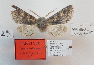  ( - BC_ZSM_Lep_119275)  @11 [ ] by-nc-sa (2024) SNSB, Staatliche Naturwissenschaftliche Sammlungen Bayerns ZSM (SNSB, Zoologische Staatssammlung Muenchen)