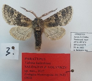  ( - BC_ZSM_Lep_119276)  @11 [ ] by-nc-sa (2024) SNSB, Staatliche Naturwissenschaftliche Sammlungen Bayerns ZSM (SNSB, Zoologische Staatssammlung Muenchen)