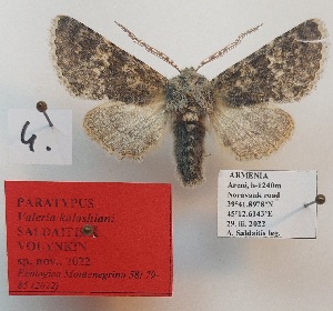  ( - BC_ZSM_Lep_119277)  @11 [ ] by-nc-sa (2024) SNSB, Staatliche Naturwissenschaftliche Sammlungen Bayerns ZSM (SNSB, Zoologische Staatssammlung Muenchen)