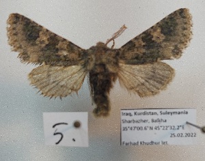  ( - BC_ZSM_Lep_119278)  @11 [ ] by-nc-sa (2024) SNSB, Staatliche Naturwissenschaftliche Sammlungen Bayerns ZSM (SNSB, Zoologische Staatssammlung Muenchen)