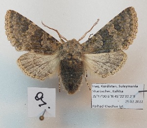  ( - BC_ZSM_Lep_119280)  @11 [ ] by-nc-sa (2024) SNSB, Staatliche Naturwissenschaftliche Sammlungen Bayerns ZSM (SNSB, Zoologische Staatssammlung Muenchen)