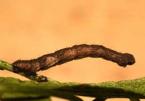  ( - BC_ZSM_Lep_119346)  @11 [ ] by-nc-sa (2024) SNSB, Staatliche Naturwissenschaftliche Sammlungen Bayerns ZSM (SNSB, Zoologische Staatssammlung Muenchen)