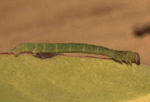  ( - BC_ZSM_Lep_119380)  @11 [ ] by-nc-sa (2024) SNSB, Staatliche Naturwissenschaftliche Sammlungen Bayerns ZSM (SNSB, Zoologische Staatssammlung Muenchen)