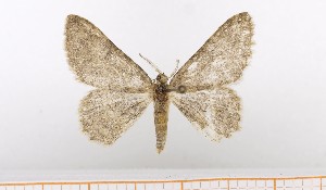  ( - BC_ZSM_Lep_119422)  @11 [ ] by-nc-sa (2024) SNSB, Staatliche Naturwissenschaftliche Sammlungen Bayerns ZSM (SNSB, Zoologische Staatssammlung Muenchen)