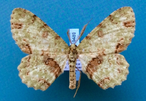  ( - BC_ZSM_Lep_119489)  @11 [ ] by-nc-sa (2024) SNSB, Staatliche Naturwissenschaftliche Sammlungen Bayerns ZSM (SNSB, Zoologische Staatssammlung Muenchen)