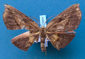  ( - BC_ZSM_Lep_119504)  @11 [ ] by-nc-sa (2024) SNSB, Staatliche Naturwissenschaftliche Sammlungen Bayerns ZSM (SNSB, Zoologische Staatssammlung Muenchen)