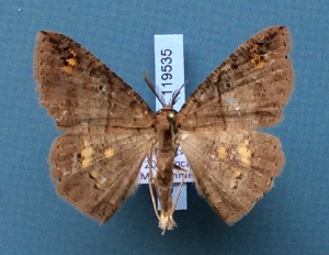  ( - BC_ZSM_Lep_119535)  @11 [ ] by-nc-sa (2024) SNSB, Staatliche Naturwissenschaftliche Sammlungen Bayerns ZSM (SNSB, Zoologische Staatssammlung Muenchen)