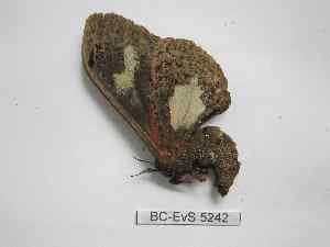  ( - BC-EVS-5242)  @11 [ ] by-nc-sa (2024) SNSB, Staatliche Naturwissenschaftliche Sammlungen Bayerns ZSM (SNSB, Zoologische Staatssammlung Muenchen)