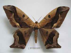  ( - BC-EVS-5244)  @11 [ ] by-nc-sa (2024) SNSB, Staatliche Naturwissenschaftliche Sammlungen Bayerns ZSM (SNSB, Zoologische Staatssammlung Muenchen)