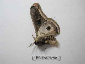  ( - BC-EVS-5292)  @11 [ ] by-nc-sa (2024) SNSB, Staatliche Naturwissenschaftliche Sammlungen Bayerns ZSM (SNSB, Zoologische Staatssammlung Muenchen)