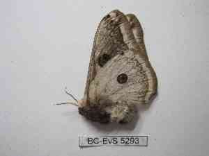  ( - BC-EVS-5293)  @11 [ ] by-nc-sa (2024) SNSB, Staatliche Naturwissenschaftliche Sammlungen Bayerns ZSM (SNSB, Zoologische Staatssammlung Muenchen)