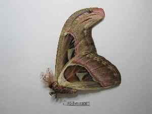  (Attacus tonkinensis - BC-EVS-5306)  @11 [ ] by-nc-sa (2024) SNSB, Staatliche Naturwissenschaftliche Sammlungen Bayerns ZSM (SNSB, Zoologische Staatssammlung Muenchen)
