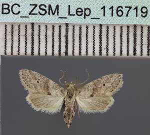  ( - BC_ZSM_Lep_116719)  @11 [ ] by-nc-sa (2024) SNSB, Staatliche Naturwissenschaftliche Sammlungen Bayerns ZSM (SNSB, Zoologische Staatssammlung Muenchen)