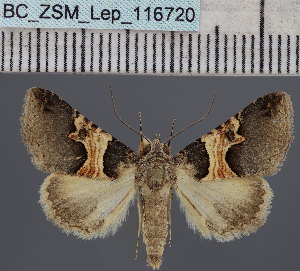  ( - BC_ZSM_Lep_116720)  @11 [ ] by-nc-sa (2024) SNSB, Staatliche Naturwissenschaftliche Sammlungen Bayerns ZSM (SNSB, Zoologische Staatssammlung Muenchen)