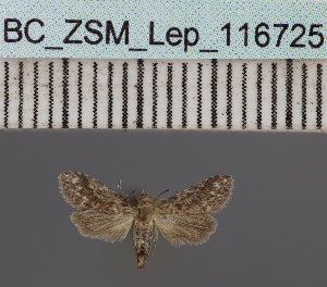  ( - BC_ZSM_Lep_116725)  @11 [ ] by-nc-sa (2024) SNSB, Staatliche Naturwissenschaftliche Sammlungen Bayerns ZSM (SNSB, Zoologische Staatssammlung Muenchen)