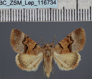  (Tytroca heterophysa - BC_ZSM_Lep_116734)  @11 [ ] by-nc-sa (2024) SNSB, Staatliche Naturwissenschaftliche Sammlungen Bayerns ZSM (SNSB, Zoologische Staatssammlung Muenchen)